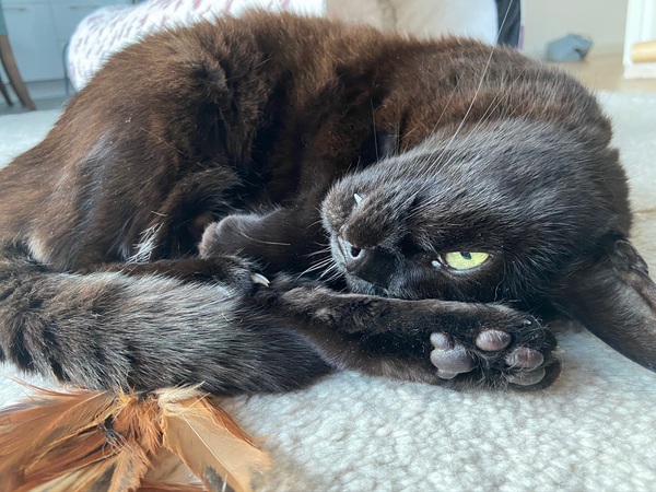 Show your cat photos