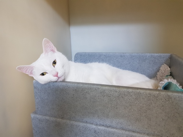 White cats - can I please see yours
