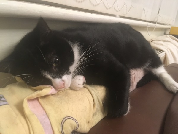 Cat chat - The Ollie and Paws show, with extra Little K drama