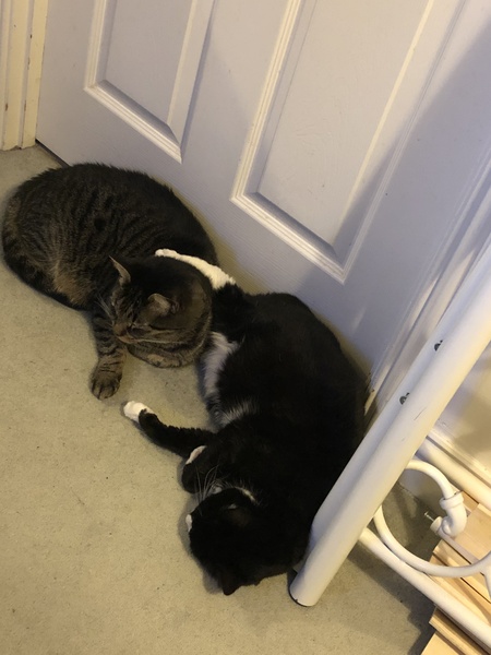 Pls help - cat pissing everywhere!