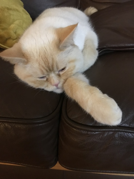Show Us Your Pets!