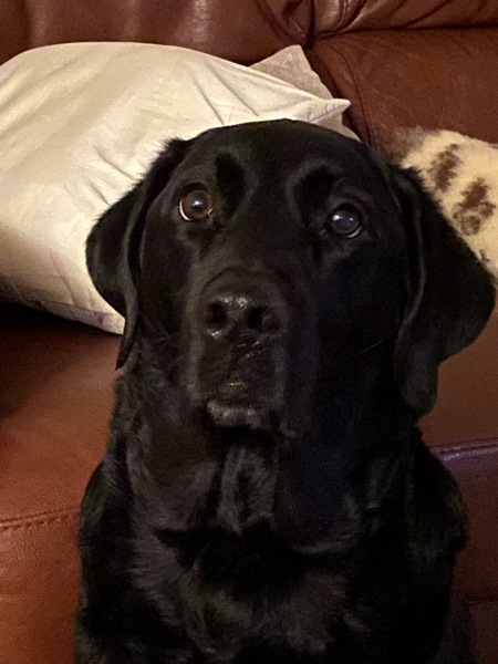 Let’s share photos of our beloved pets!!