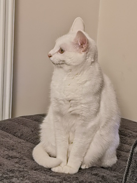 White cats - can I please see yours
