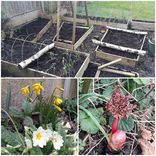 Allotment/Veg Patch Thread 15 - will winter ever end?