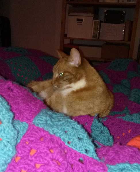 Let’s share photos of our beloved pets!!
