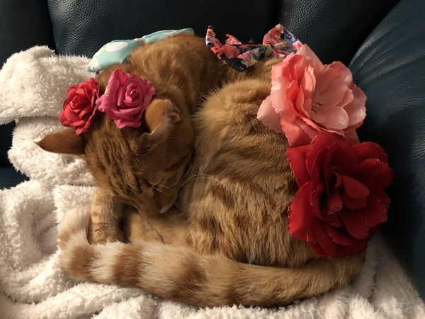Let’s share photos of our beloved pets!!