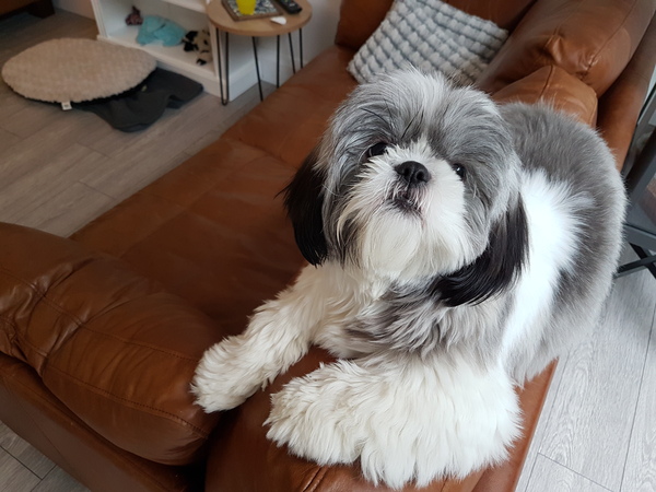 Whose dog is the cutest?