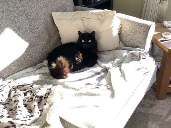 Show your cat photos