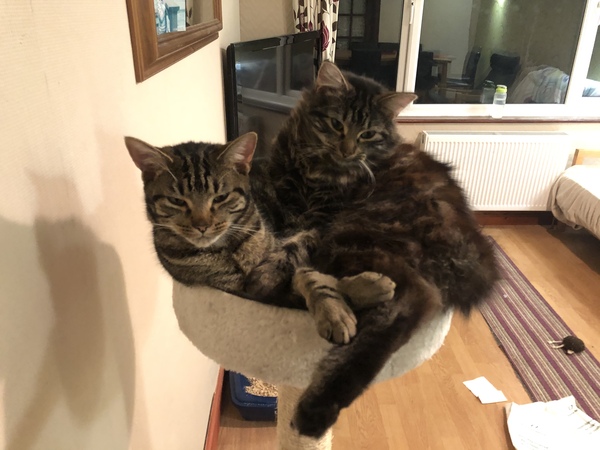 Cat chat - The Ollie and Paws show, with extra Little K drama