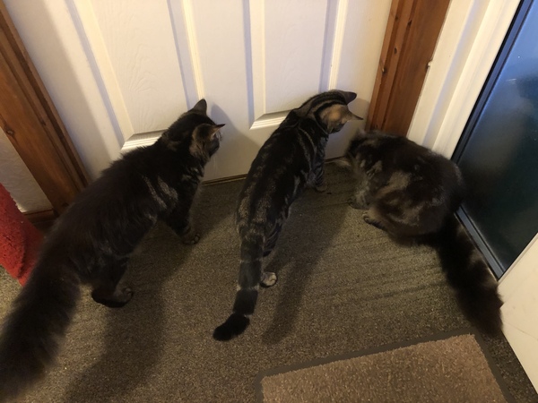 Cat chat - The Ollie and Paws show, with extra Little K drama