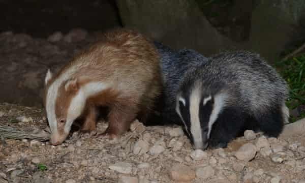 Can you please help me work out what animal I just saw