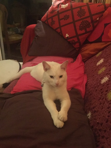 White cats - can I please see yours