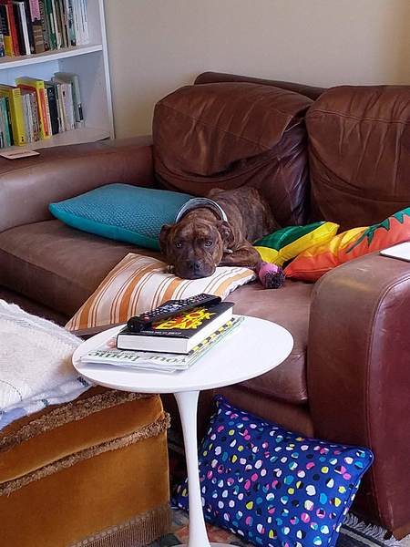 Dogs on the sofa