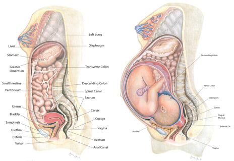 TMI pregnancy poo