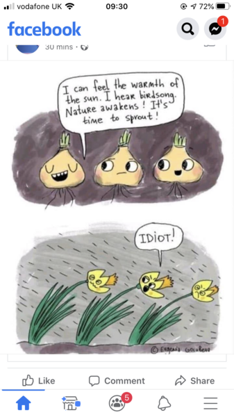 To think that daffodils are a bit thick really?