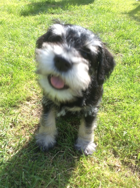 Whose dog is the cutest?