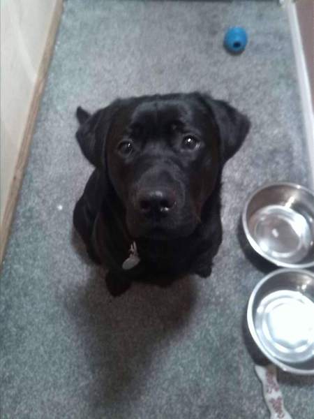 Adopting 10 month old lab