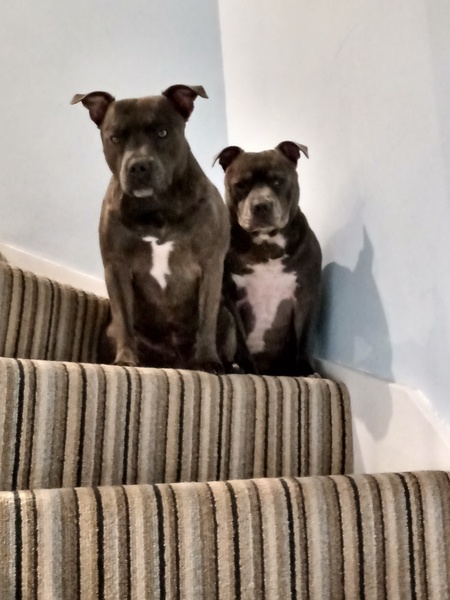 Show Us Your Pets!
