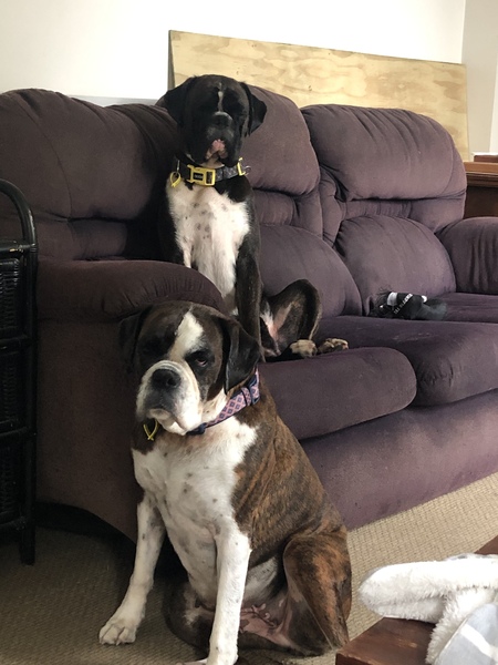 Let’s share photos of our beloved pets!!