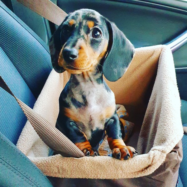 Lake District with puppy