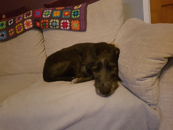 Dogs on the sofa