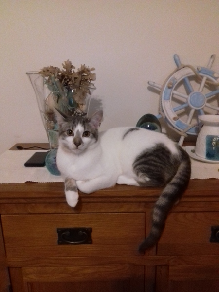 Let’s share photos of our beloved pets!!