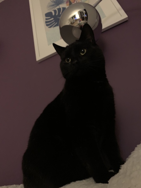 Indoor rescue cat help