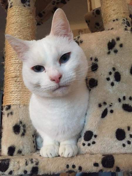 White cats - can I please see yours