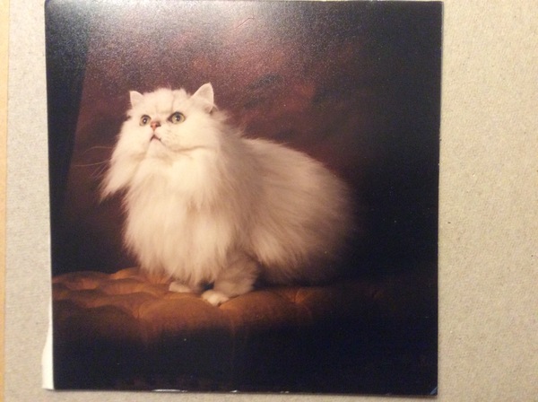 White cats - can I please see yours