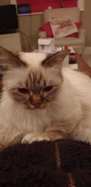 Westministenders: Crisis, which crisis ?