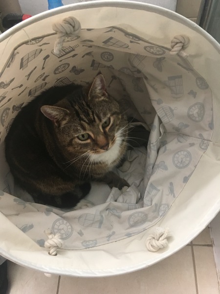Cat chat - The Ollie and Paws show, with extra Little K drama