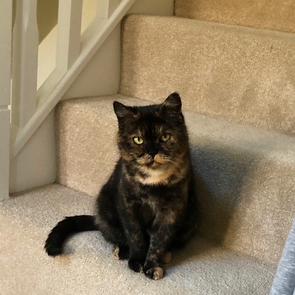Advice for a new rescue cat owner