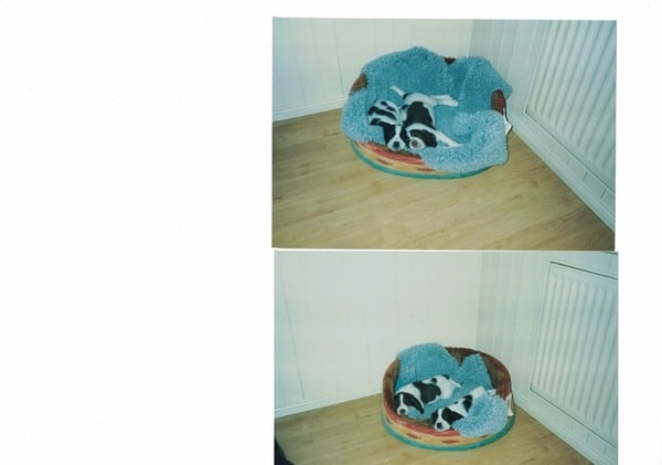 Am I being ridiculous for considering getting another dog?