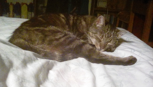 Cat causes woman to lose job and Facebook friends (not my cat!)