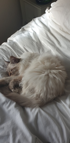 Westministenders: Crisis, which crisis ?