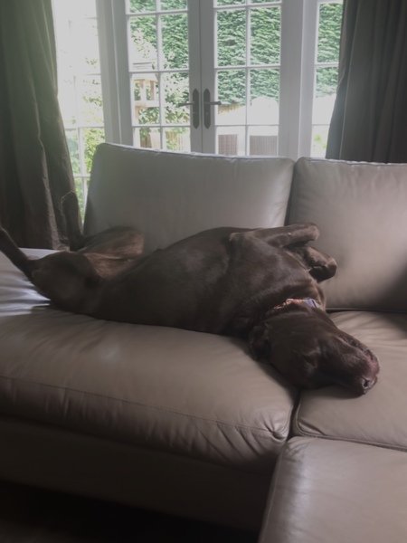 Dogs on the sofa