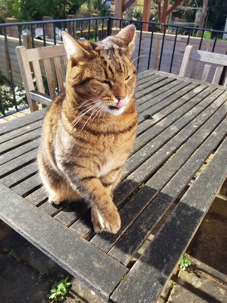 Thug Cat part 2. What, has this thing appeared again tonight?