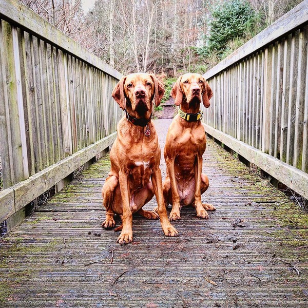 Tips for settling in a second (rescue) dog