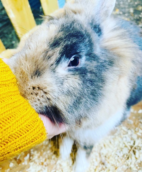 Show me your bunnies-I need cheering up!