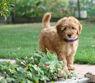 Buying a cockapoo