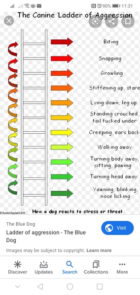 Snappy, growling, biting Jack Russell, advice please