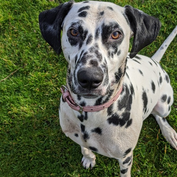 Tell me about your pet’s most annoying habits