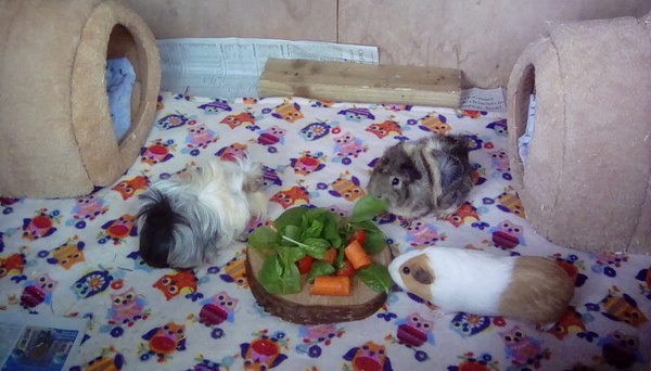 Show me your bunnies-I need cheering up!