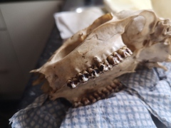 Identify this skull