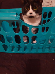 Show Us Your Pets!