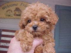 Buying a cockapoo