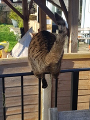 Thug Cat part 2. What, has this thing appeared again tonight?