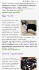 Cat Rescue - Bury