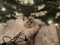Show Us Your Pets!