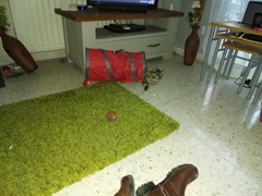 Cat causes woman to lose job and Facebook friends (not my cat!)